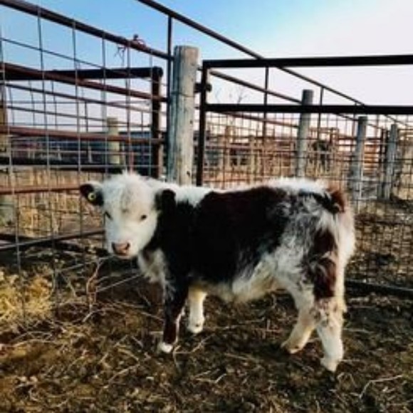 Meet your Posher, Kimberly - Picture 1 of 1